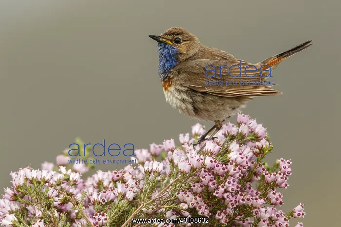 : Bluethroat (Iberian Bluethroat, azuricollis subspecies) : Bluethroat (Iberian Bluethroat, azuricollis subspecies)