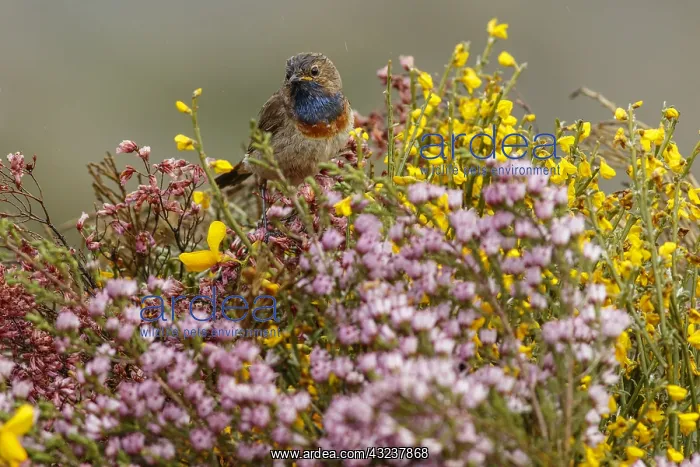 : Bluethroat (Iberian Bluethroat, azuricollis subspecies) : Bluethroat (Iberian Bluethroat, azuricollis subspecies)