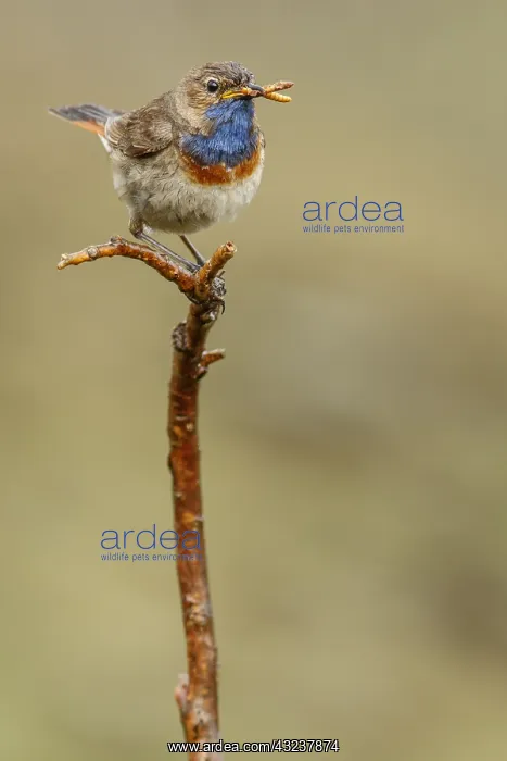 : Bluethroat (Iberian Bluethroat, azuricollis subspecies) : Bluethroat (Iberian Bluethroat, azuricollis subspecies)