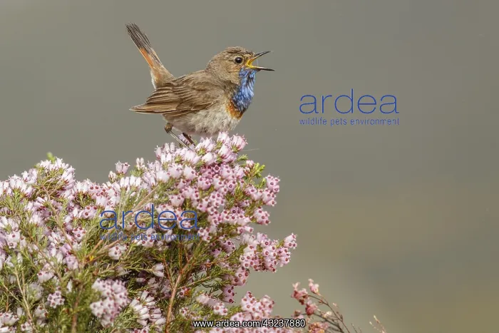 : Bluethroat (Iberian Bluethroat, azuricollis subspecies) : Bluethroat (Iberian Bluethroat, azuricollis subspecies)
