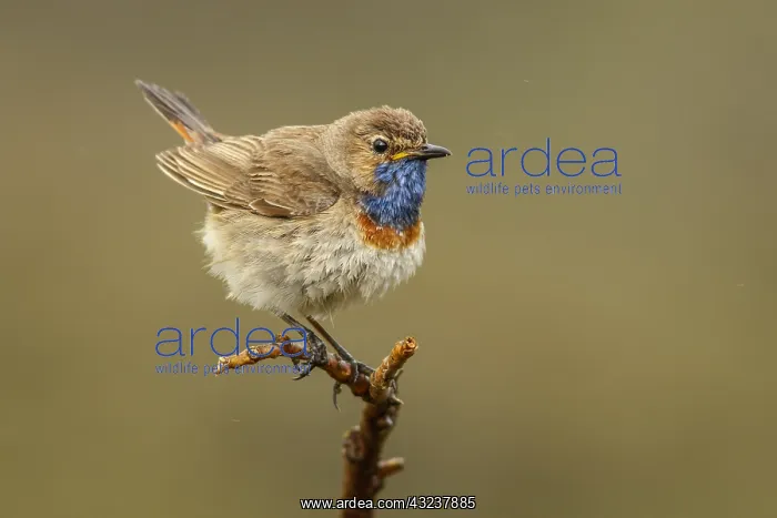 : Bluethroat (Iberian Bluethroat, azuricollis subspecies) : Bluethroat (Iberian Bluethroat, azuricollis subspecies)