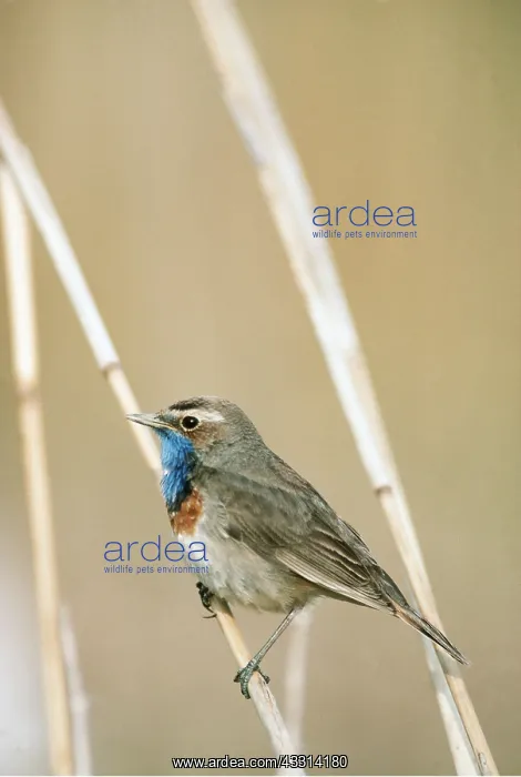 : BLUETHROAT - ON LONG GRASS : BLUETHROAT - ON LONG GRASS