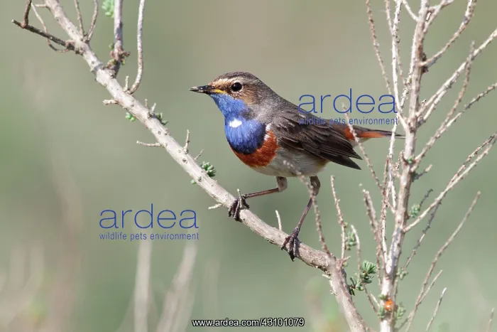 : Bluethroat (Luscinia svecica), baie de l'Aiguillon : Bluethroat (Luscinia svecica), baie de l'Aiguillon