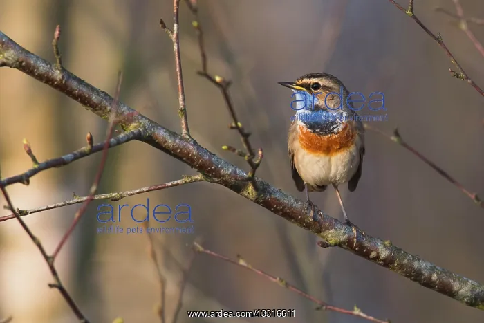 : Bluethroat (Luscinia svecica) on branch in spring : Bluethroat (Luscinia svecica) on branch in spring