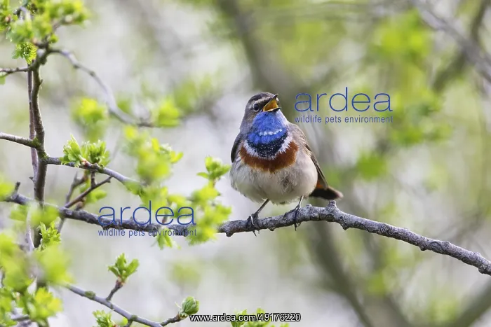 : Bluethroat (Luscinia svecica cyanecula) : Bluethroat (Luscinia svecica cyanecula)