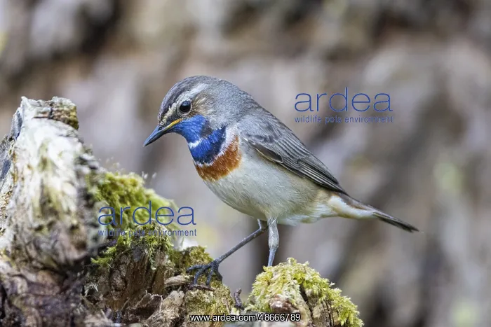  : Bluethroat (Luscinia svecica cyanecula) Male Germany