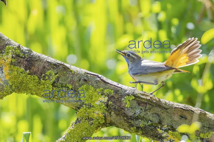 : Bluethroat (Luscinia svecica cyanecula) Male Germany : Bluethroat (Luscinia svecica cyanecula) Male Germany