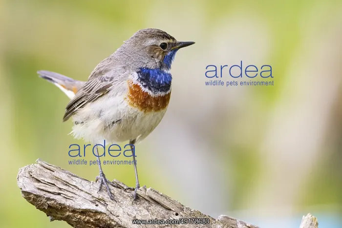 : Bluethroat (Luscinia svecica cyanecula) Male Germany : Bluethroat (Luscinia svecica cyanecula) Male Germany