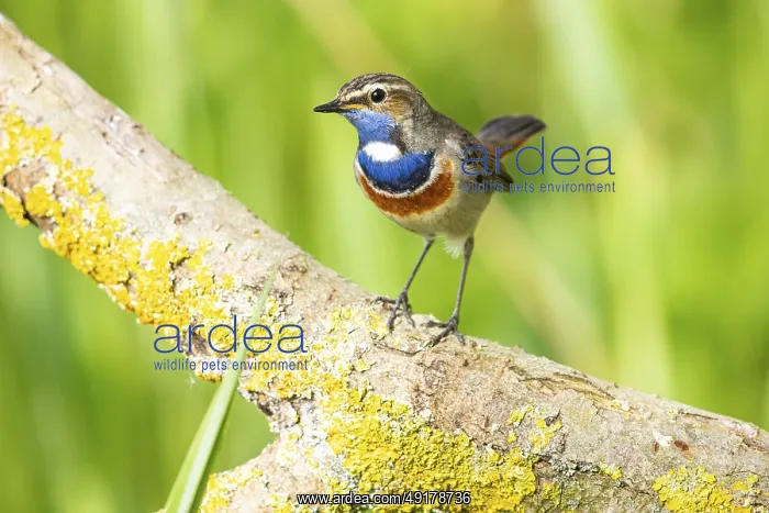 : Bluethroat (Luscinia svecica cyanecula) Male Germany : Bluethroat (Luscinia svecica cyanecula) Male Germany