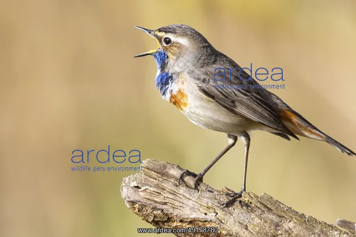 : Bluethroat (Luscinia svecica cyanecula) Male Germany : Bluethroat (Luscinia svecica cyanecula) Male Germany