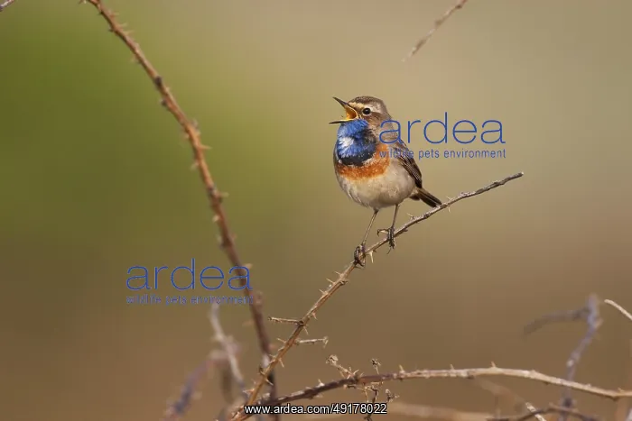 : Bluethroat (Luscinia svecica cyanecula) male singing : Bluethroat (Luscinia svecica cyanecula) male singing