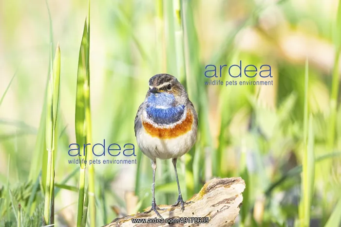 : Bluethroat (Luscinia svecica cyanecula) ml Germany : Bluethroat (Luscinia svecica cyanecula) ml Germany