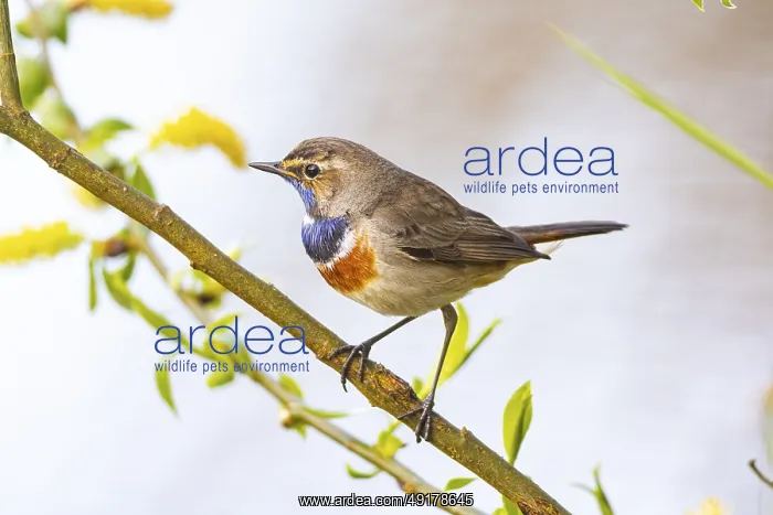 : Bluethroat (Luscinia svecica cyanecula) ml Germany : Bluethroat (Luscinia svecica cyanecula) ml Germany