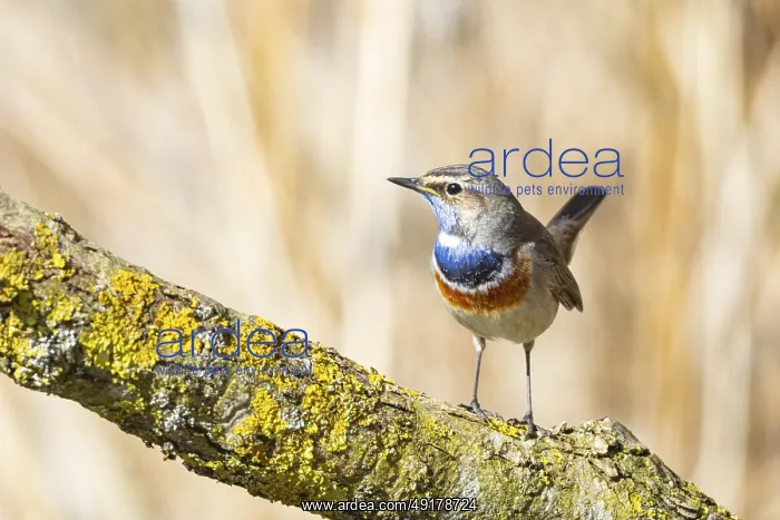 : Bluethroat (Luscinia svecica cyanecula) ml Germany : Bluethroat (Luscinia svecica cyanecula) ml Germany