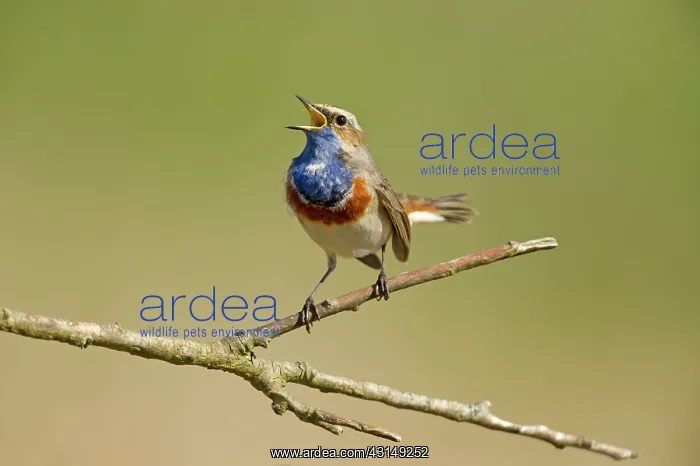 : Bluethroat (Luscinia svecica) displaying and singing : Bluethroat (Luscinia svecica) displaying and singing