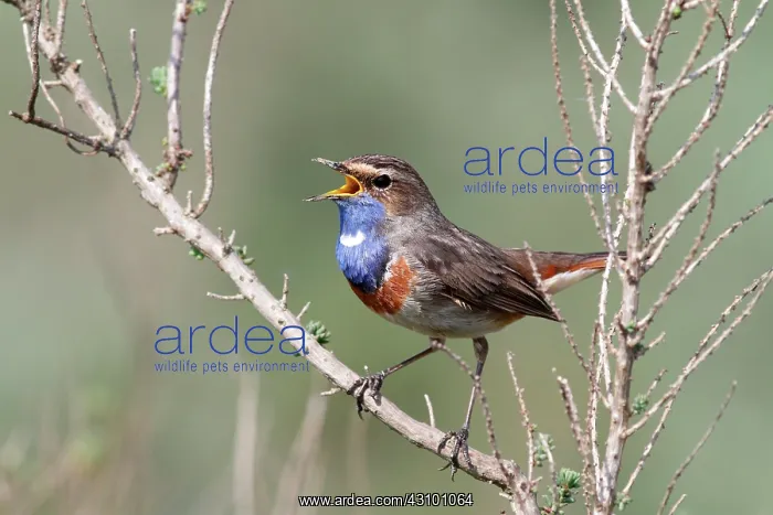 : Bluethroat (Luscinia svecica), displaying song : Bluethroat (Luscinia svecica), displaying song