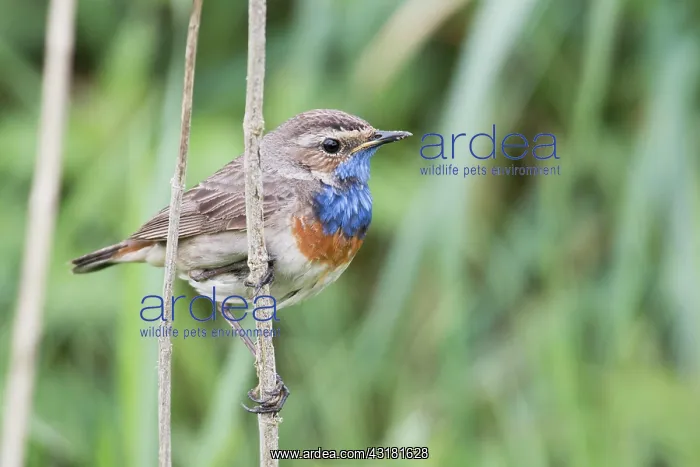 : Bluethroat (Luscinia svecica), Emsland, Lower Saxony : Bluethroat (Luscinia svecica), Emsland, Lower Saxony