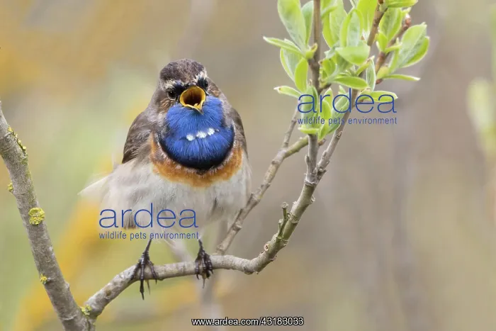 : Bluethroat (Luscinia svecica), male, singing, on : Bluethroat (Luscinia svecica), male, singing, on