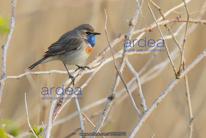  : Bluethroat (Luscinia svecica) perched on vegeta