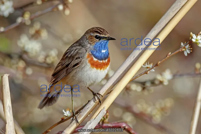 : Bluethroat (Luscinia svecica) in reed, Germany : Bluethroat (Luscinia svecica) in reed, Germany