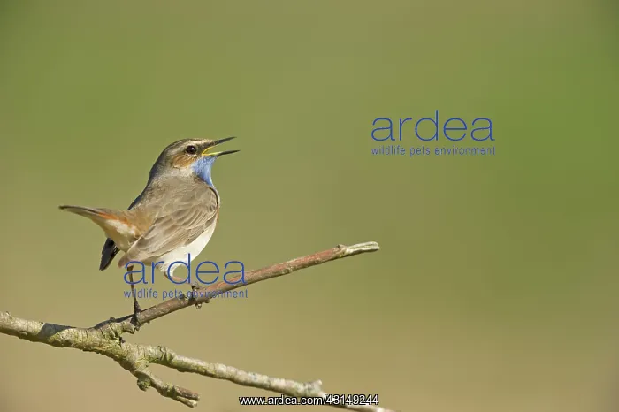 : Bluethroat (Luscinia svecica) singing : Bluethroat (Luscinia svecica) singing