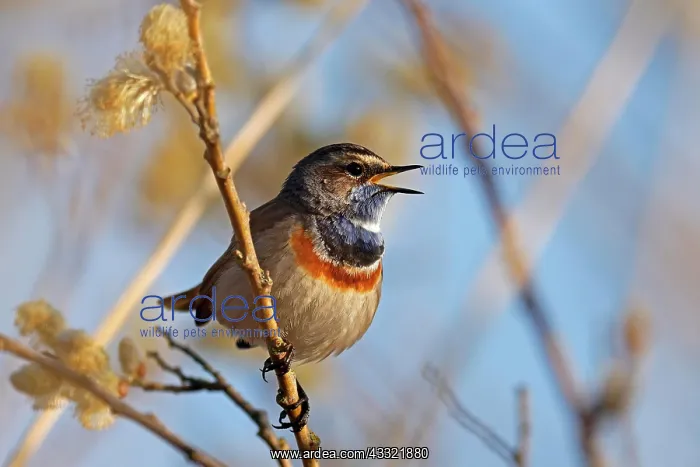 : Bluethroat (Luscinia svecica) singing on a branch : Bluethroat (Luscinia svecica) singing on a branch