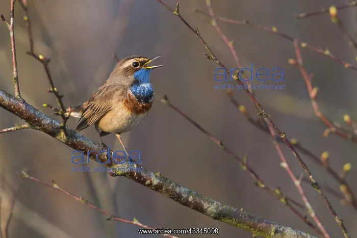 : Bluethroat (Luscinia svecica), singing on a branch : Bluethroat (Luscinia svecica), singing on a branch