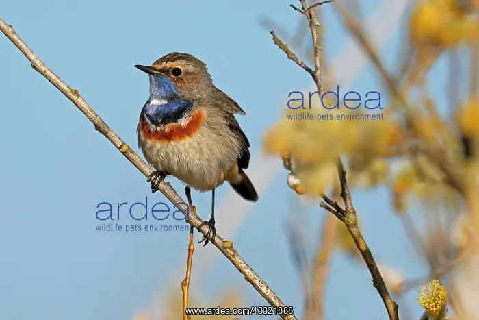 : Bluethroat (Luscinia svecica) sitting on a branch : Bluethroat (Luscinia svecica) sitting on a branch