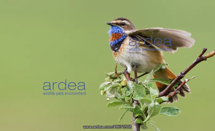 : Bluethroat male alighting and singing on his summer : Bluethroat male alighting and singing on his summer