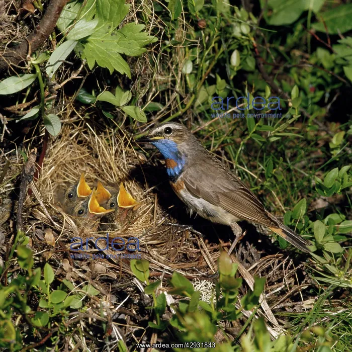 : Bluethroat - male at nest with young : Bluethroat - male at nest with young