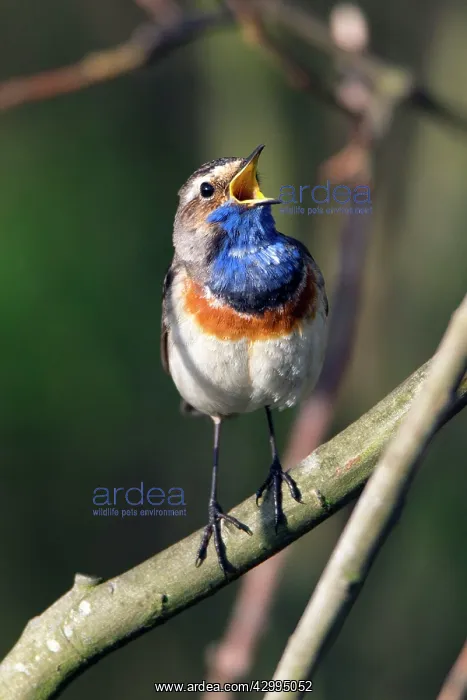 : Bluethroat - male singing and displaying Island : Bluethroat - male singing and displaying Island