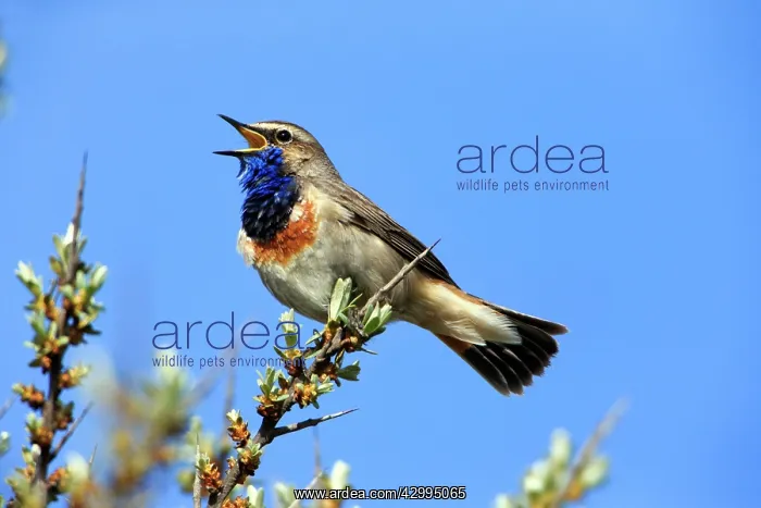  : Bluethroat - male singing and displaying Island