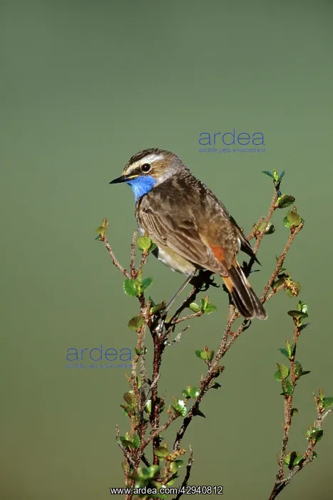 : Bluethroat - male in spring : Bluethroat - male in spring