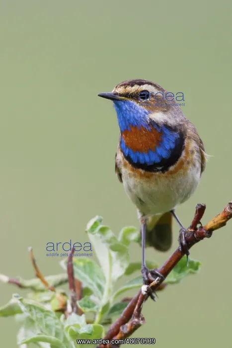 : Bluethroat male on his summer territory in the arctic tundra : Bluethroat male on his summer territory in the arctic tundra