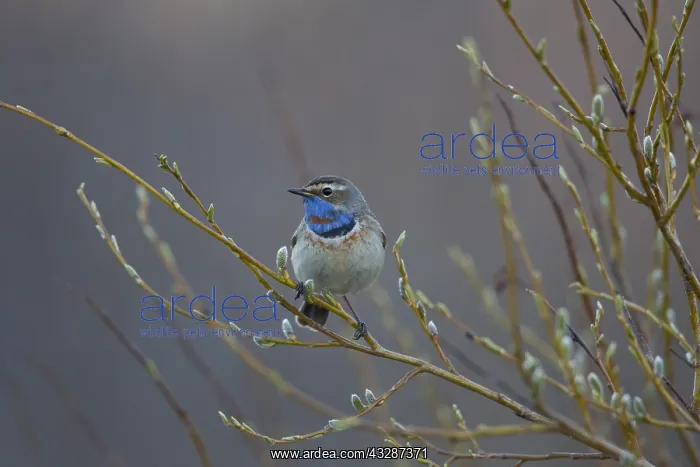 : Bluethroat - male - Sweden : Bluethroat - male - Sweden