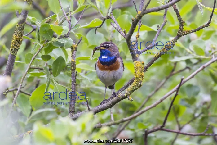 : Bluethroat - male, white spotted variety, with dragonfly : Bluethroat - male, white spotted variety, with dragonfly