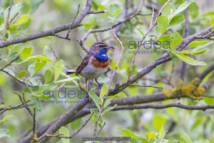 : Bluethroat - male, white spotted variety, with dragonfly : Bluethroat - male, white spotted variety, with dragonfly