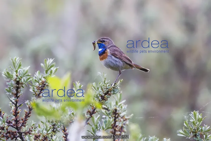 : Bluethroat - male, white spotted variety, with dragonfly : Bluethroat - male, white spotted variety, with dragonfly