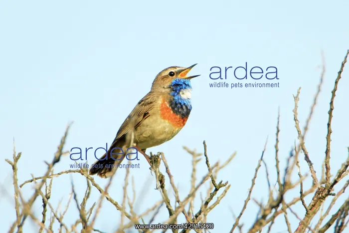 : Bluethroat - male, white spotted variety, singing : Bluethroat - male, white spotted variety, singing