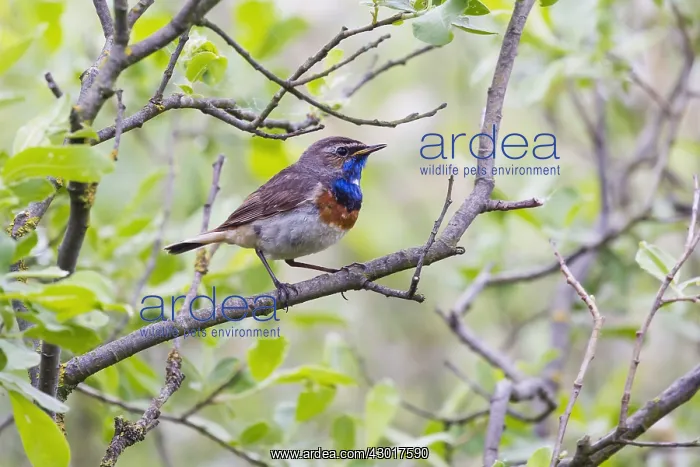 : Bluethroat - male, white spotted variety, singing : Bluethroat - male, white spotted variety, singing