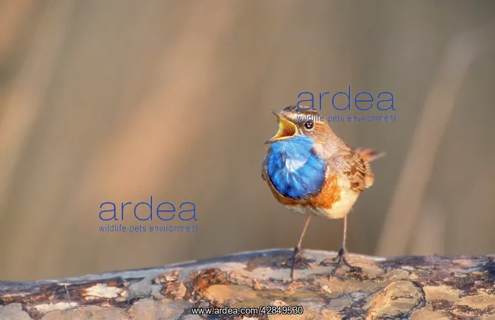 : BLUETHROAT - perched on log, singing : BLUETHROAT - perched on log, singing