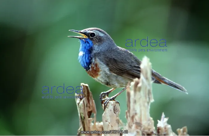: BLUETHROAT - SINGING : BLUETHROAT - SINGING