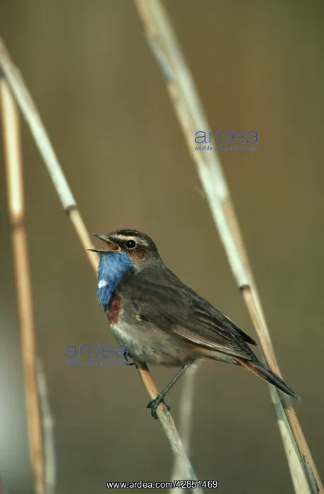 : Bluethroat singing on reed : Bluethroat singing on reed