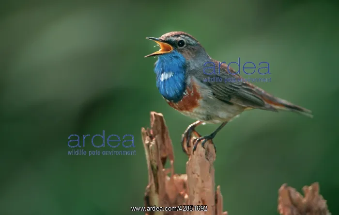 : BLUETHROAT - singing in Spring