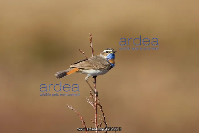 : Bluethroat - On song perch : Bluethroat - On song perch