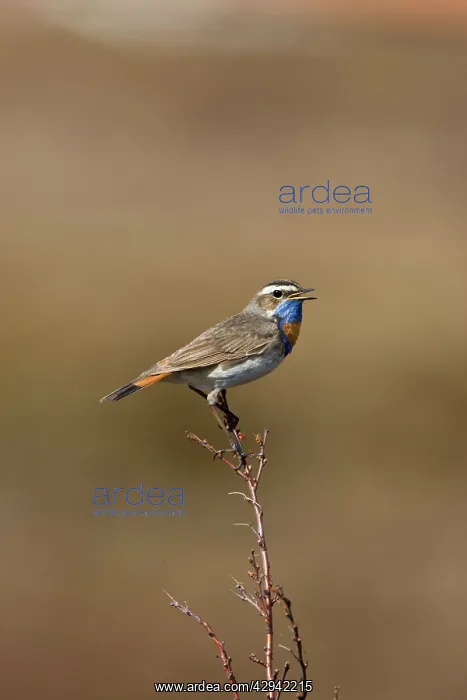 : Bluethroat - On song perch : Bluethroat - On song perch