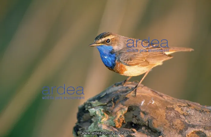 : BLUETHROAT - side view, perched on log : BLUETHROAT - side view, perched on log