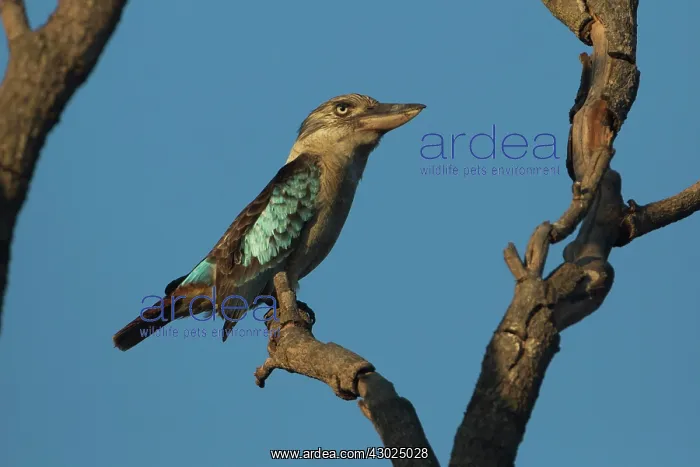 : Bluewinged Kookaburra perched on a branch Peppimenarti : Bluewinged Kookaburra perched on a branch Peppimenarti