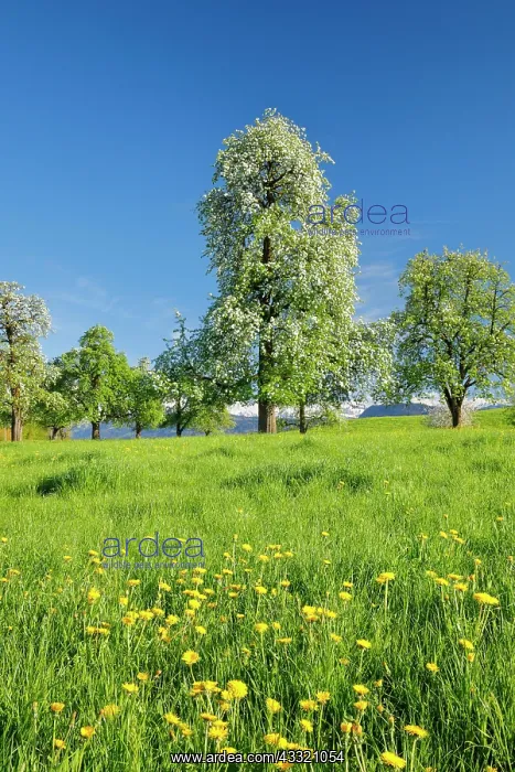 : Bluhende Birnbaume im Fruhling in bluhender Blumenwiese : Bluhende Birnbaume im Fruhling in bluhender Blumenwiese