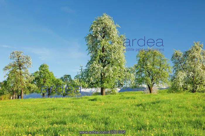 : Bluhende Birnbaume im Fruhling in bluhender Blumenwiese : Bluhende Birnbaume im Fruhling in bluhender Blumenwiese